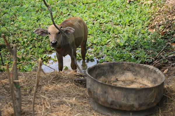 Ферма по разведению буйволов, Утхайтхани, Таиланд (6)